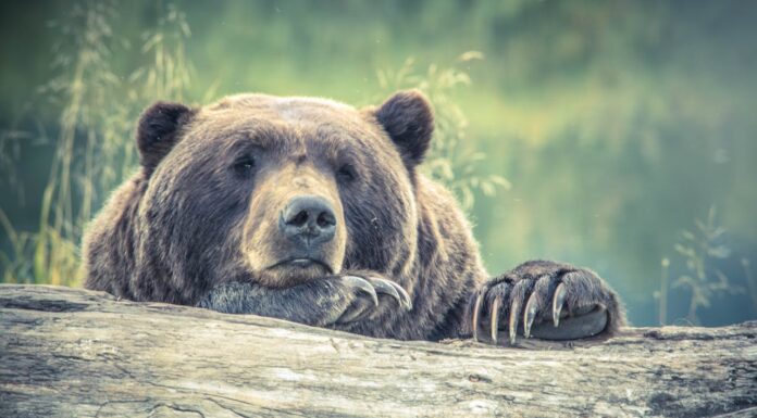 Wild Bear Walks Into a Home… And Walks Out With Dinner!