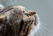 Would You Still Go on Vacation After Seeing This Heartbreaking Cat Footage?