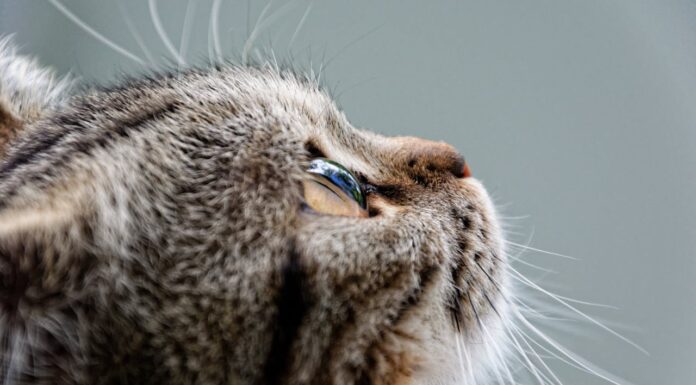 Would You Still Go on Vacation After Seeing This Heartbreaking Cat Footage?