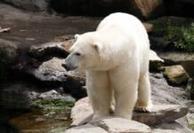 This Heartfelt Photo of a Polar Bear Just Won a Major Award—And It’s Easy to See Why!