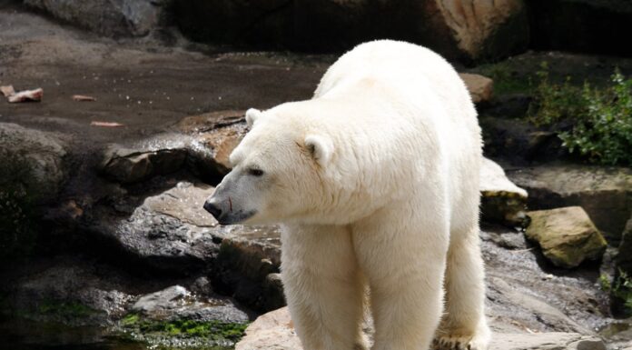 This Heartfelt Photo of a Polar Bear Just Won a Major Award—And It’s Easy to See Why!